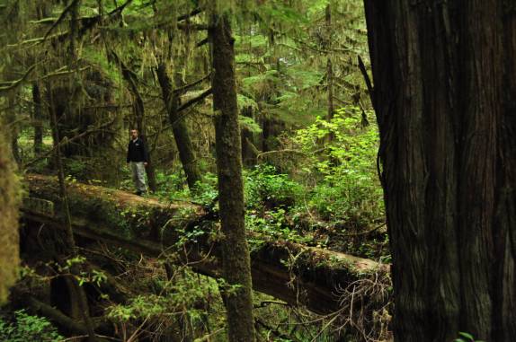 Enorme tronco caído de cedro Vermelho faz ponte natural em trilha do Pacific Rim Nat. Park, na região de Tofino, na British Columbia, no Canadá
